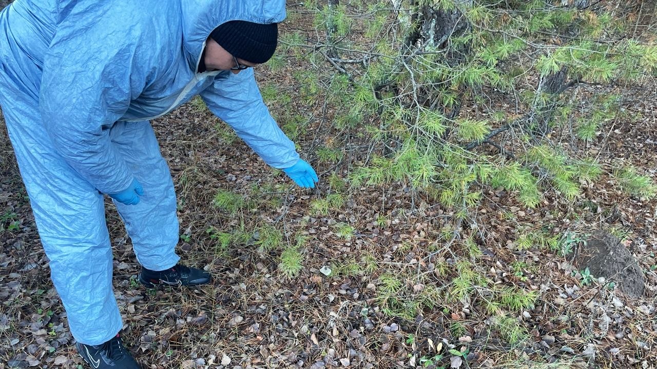 В Мордовии завершили вакцинацию диких животных против бешенства