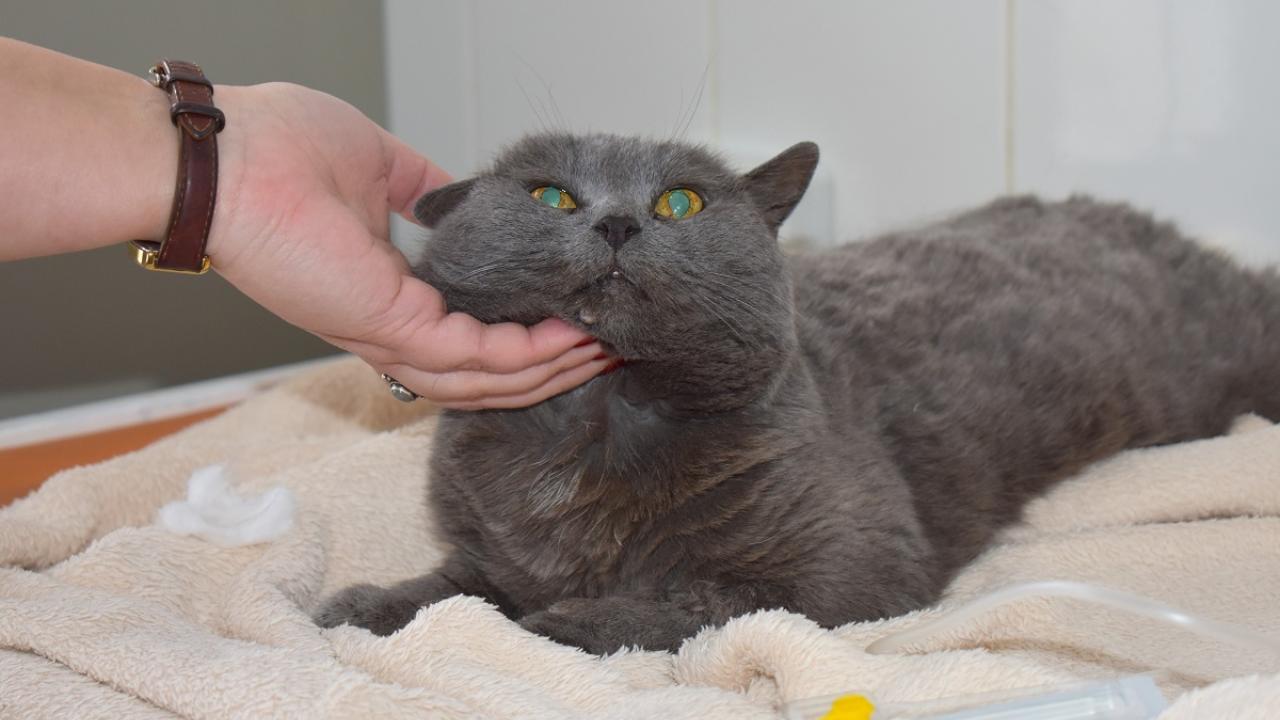 В первые дни нового года ветеринары Саранска позаботились о долгожительнице Мусе 