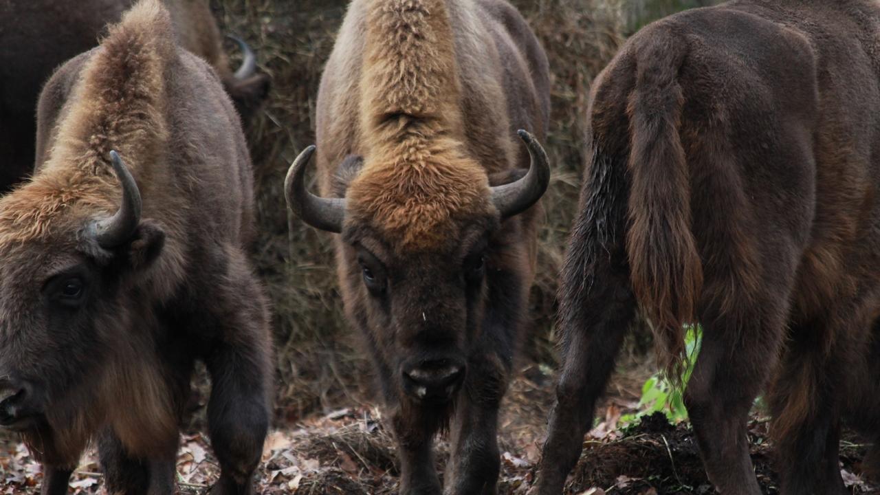В Мордовский заповедник доставили шестерых зубров В Мордовский заповедник доставили шестерых зубров