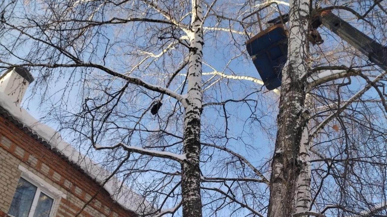 В Мордовии спасли котёнка, просидевшего неделю на дереве