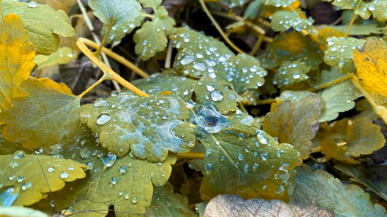 Ноябрь в Мордовии будет аномально тёплым