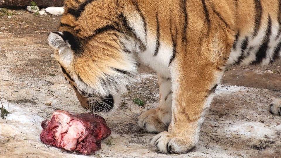 Жителей Саранска приглашают на обед к кенгуру и тигру