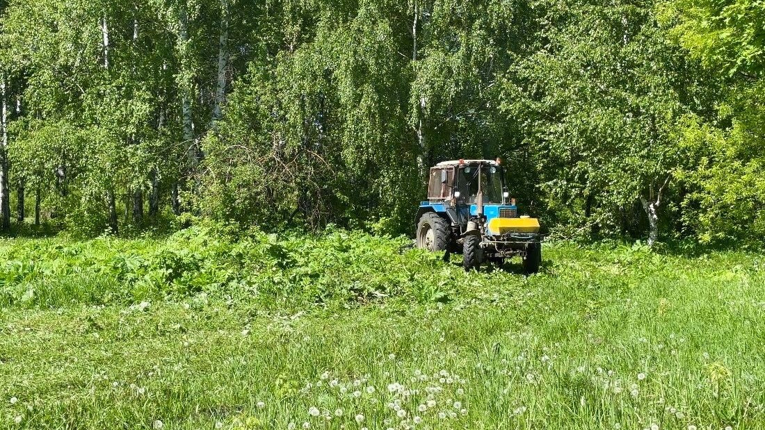 В Мордовии прокуратура продолжает борьбу с борщевиком