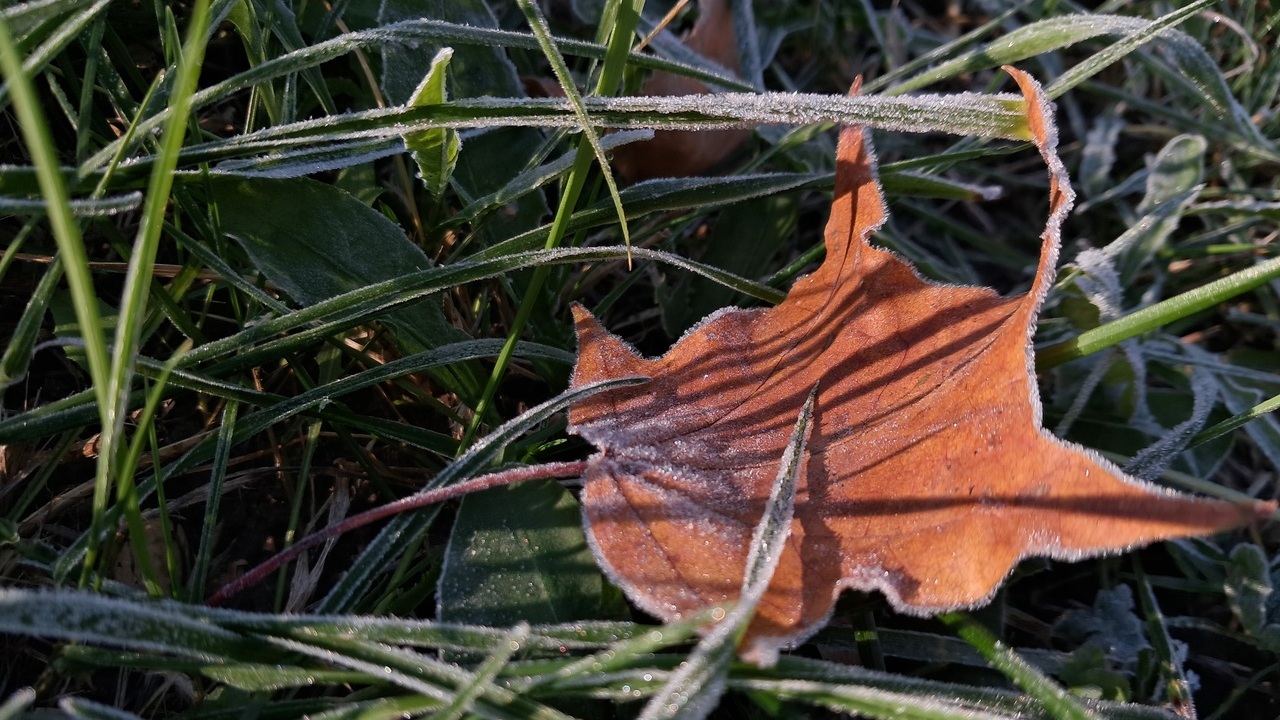 Ночью в европейской части России зафиксировали 20-градусные морозы 
