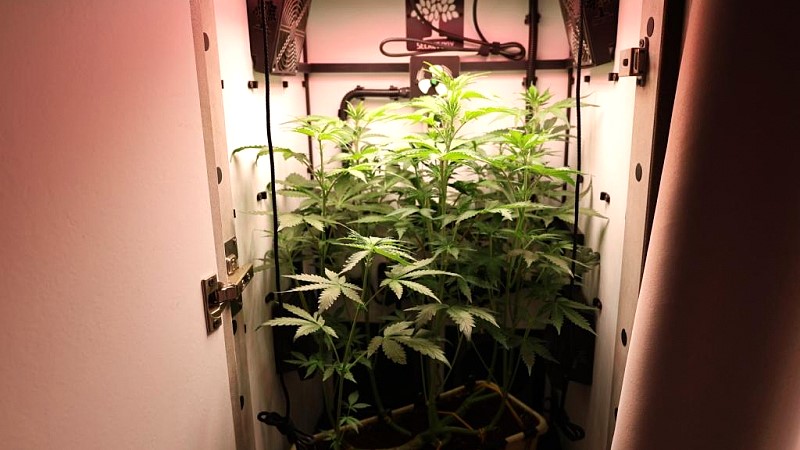 В Саранске наркомана оштрафовали за домашнюю плантацию конопли