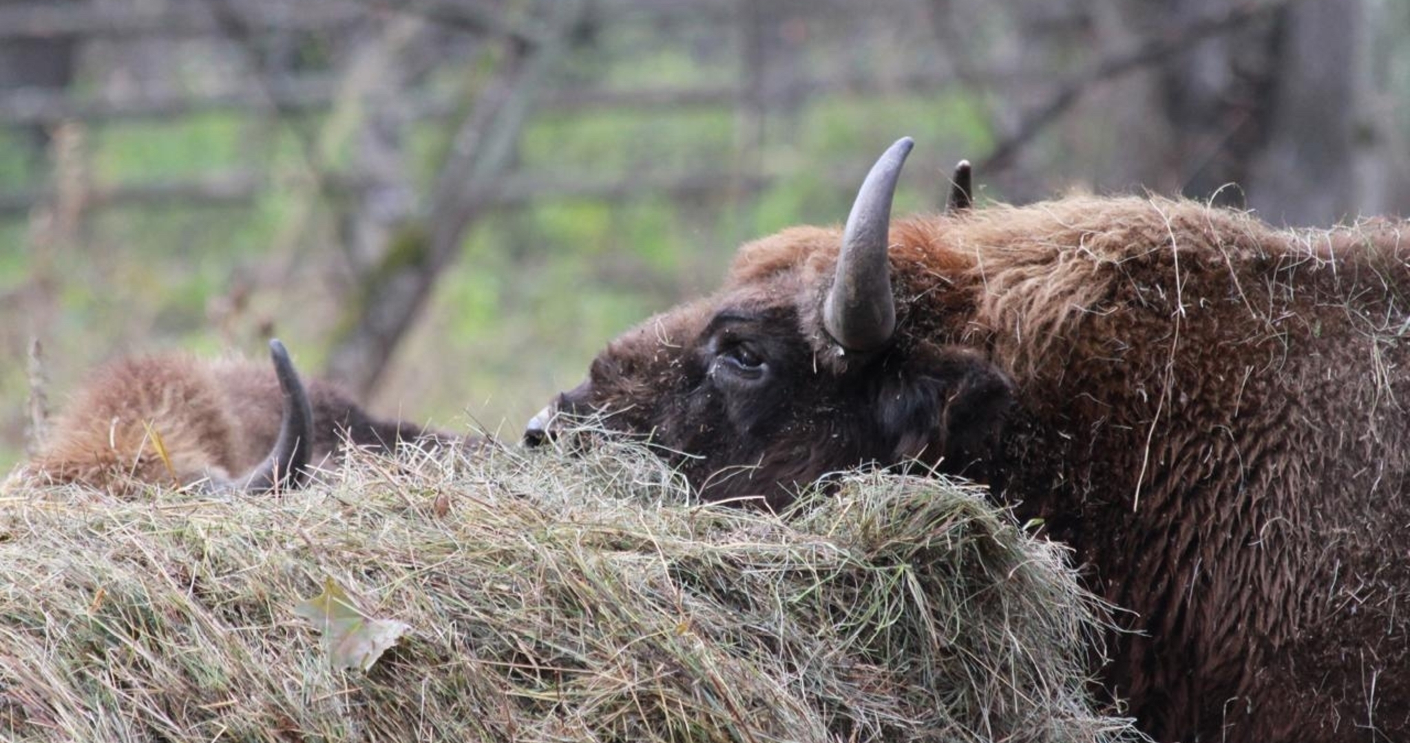 В Мордовском заповеднике 10 зубров-новичков выпустили на волю 