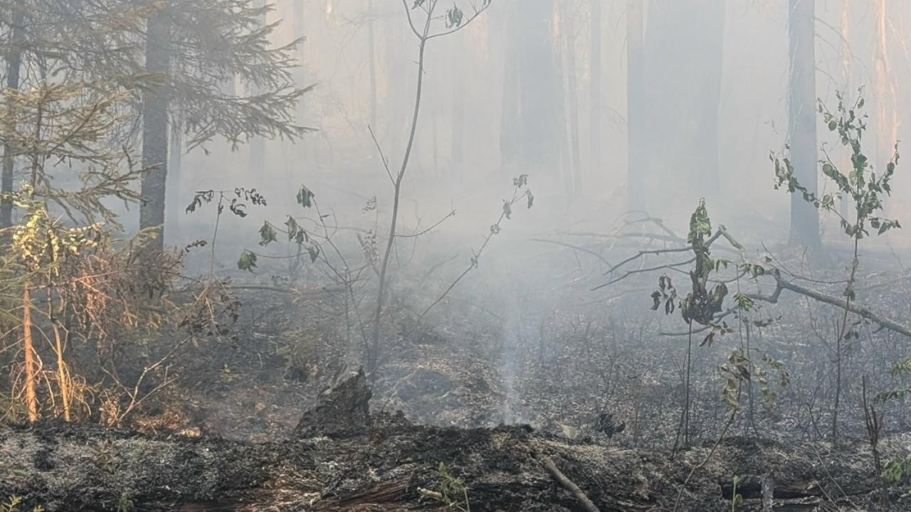 В Мордовии удалось локализовать лесной пожар в заповеднике