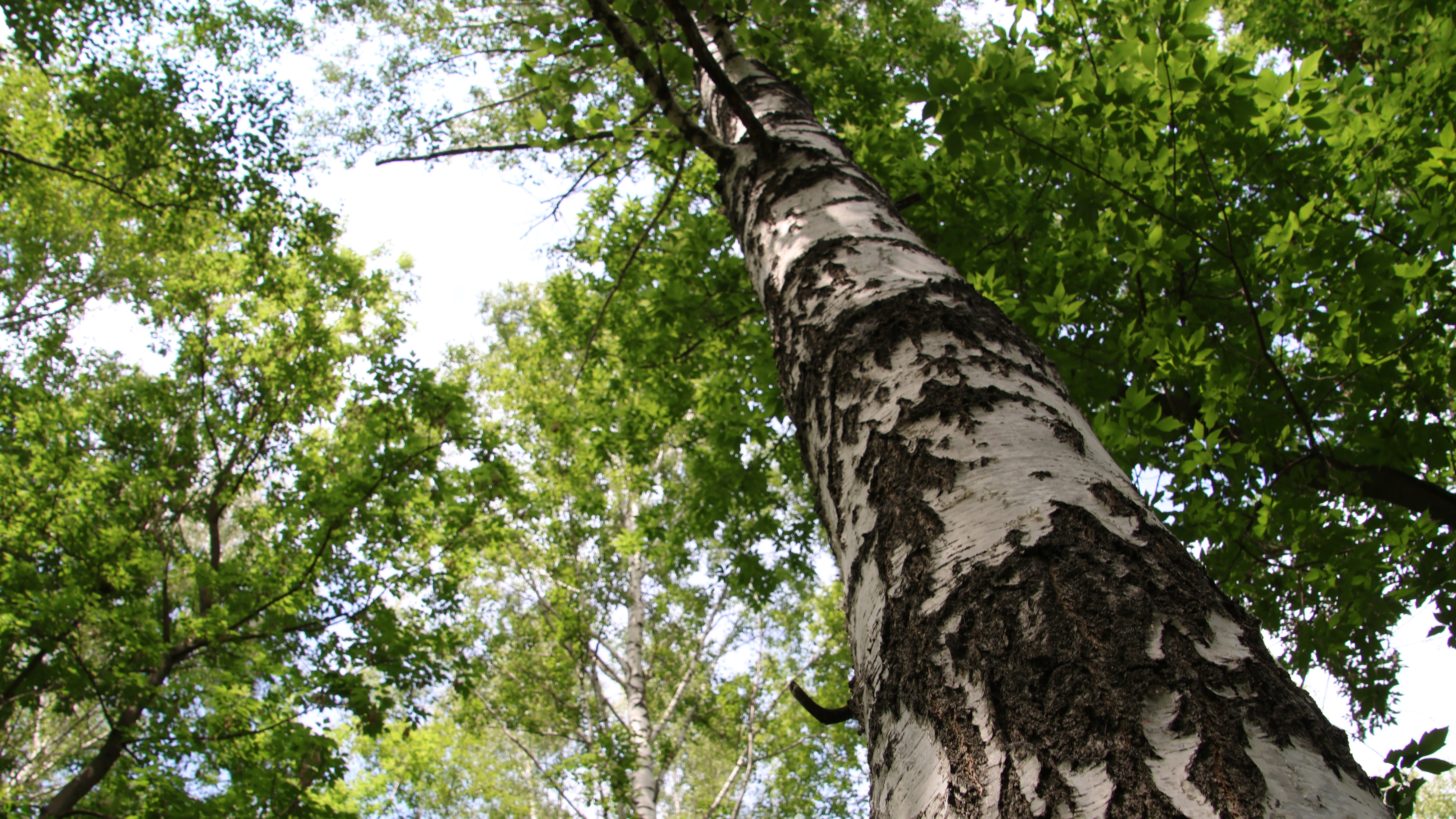 В лесах Мордовии начался пожароопасный сезон 