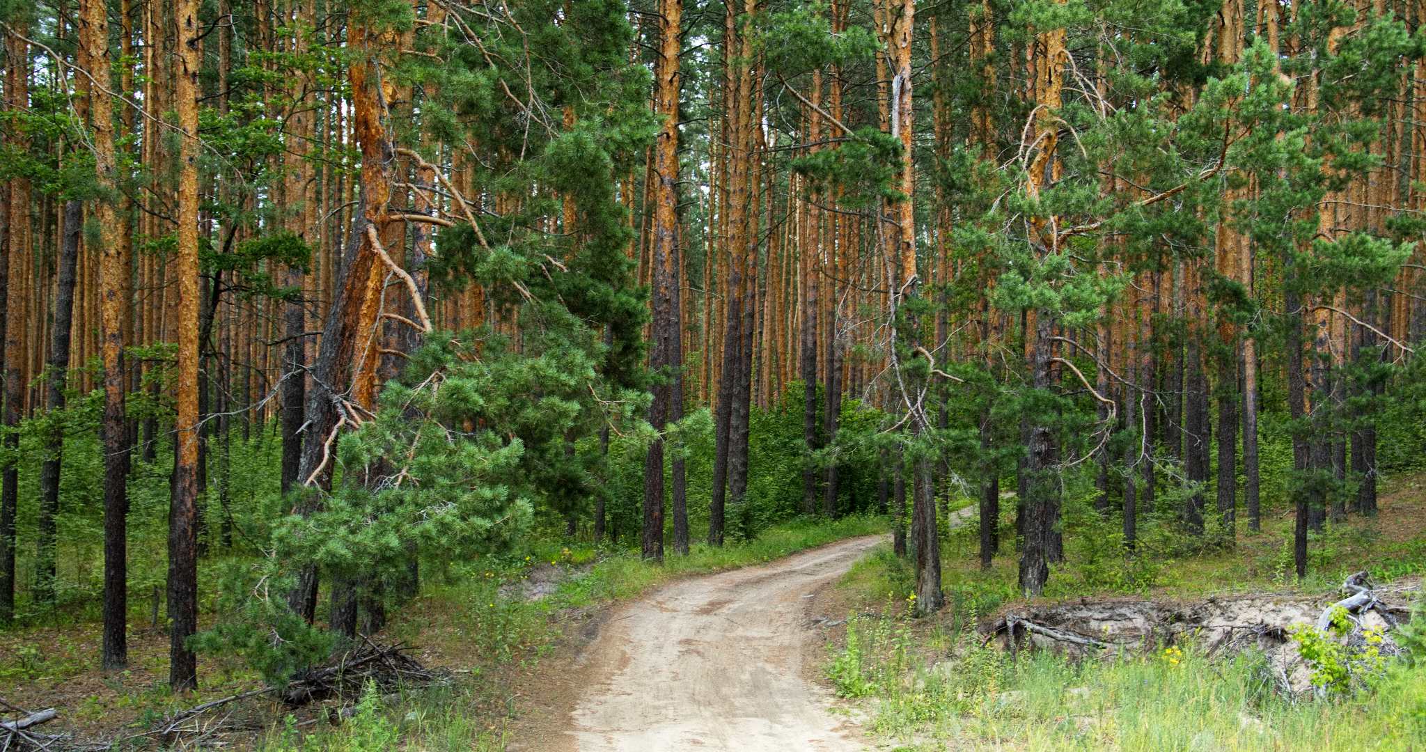 Лесам Мордовии устроят проверку здоровья 