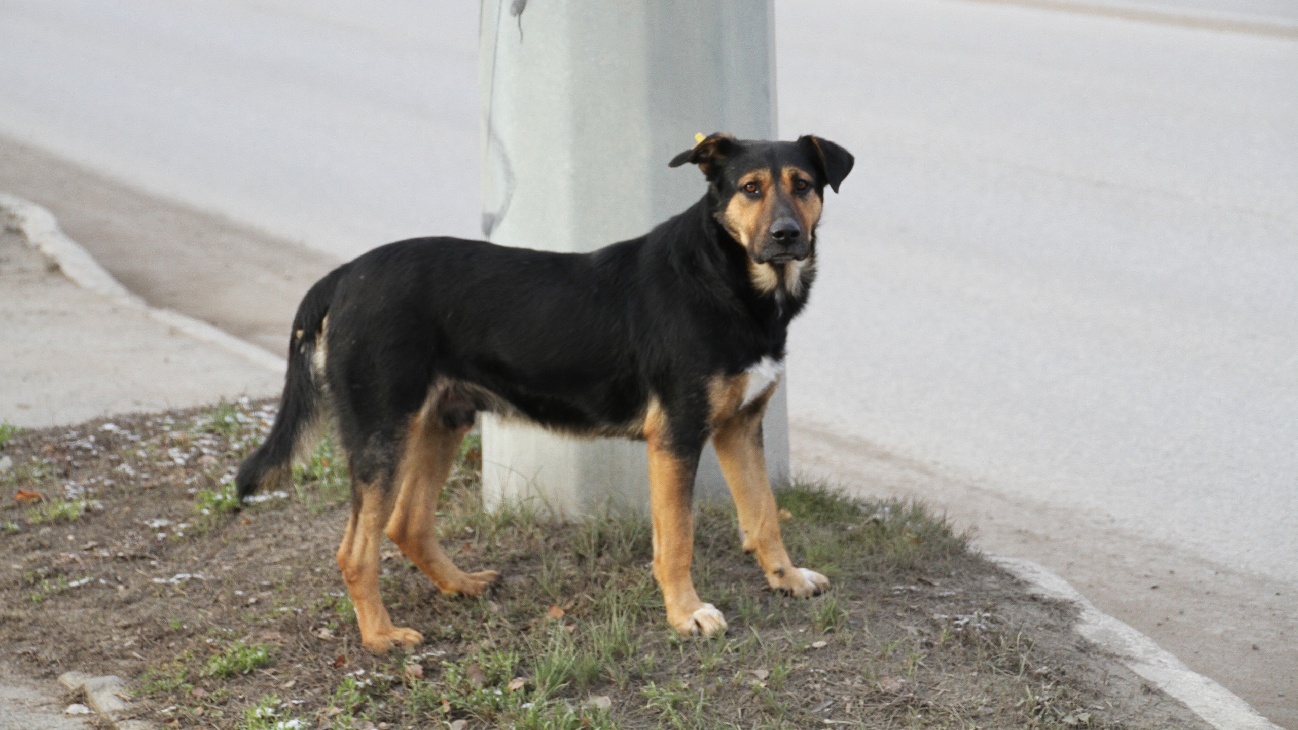 В Мордовии – 27 неблагополучных пунктов по бешенству