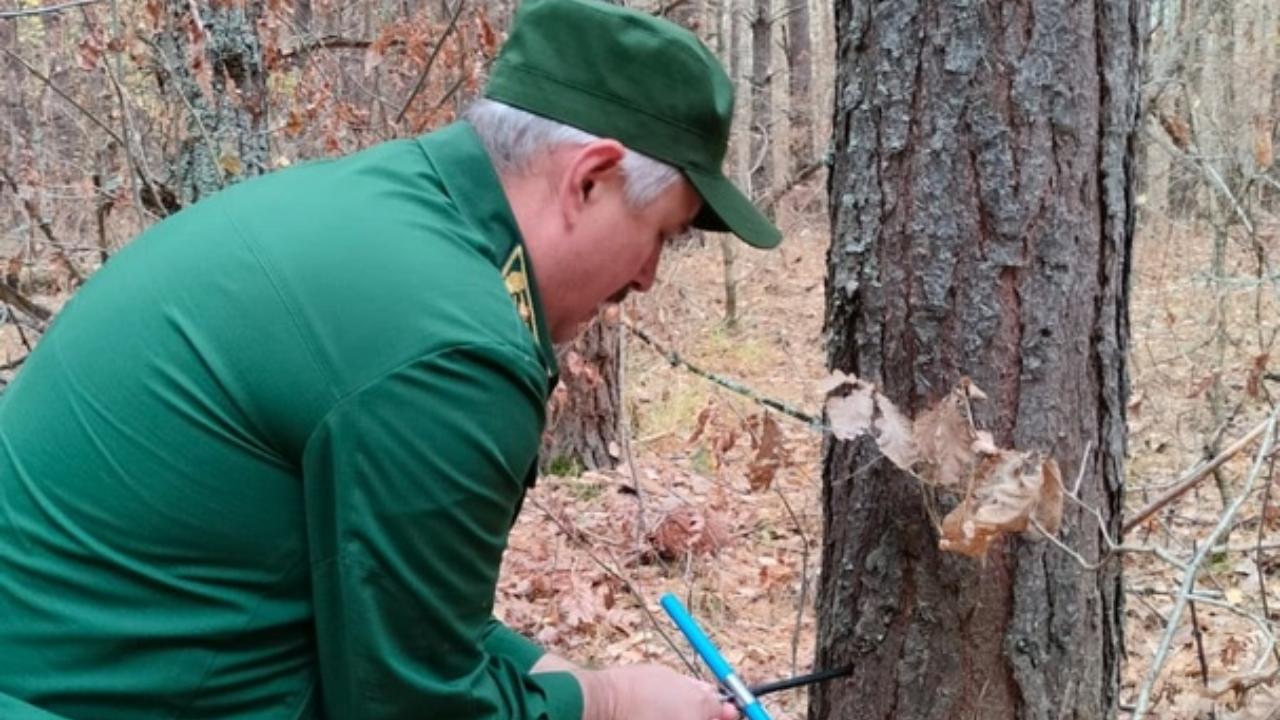 Лесные насаждения на сельскохозяйственных землях обследовали в Мордовии