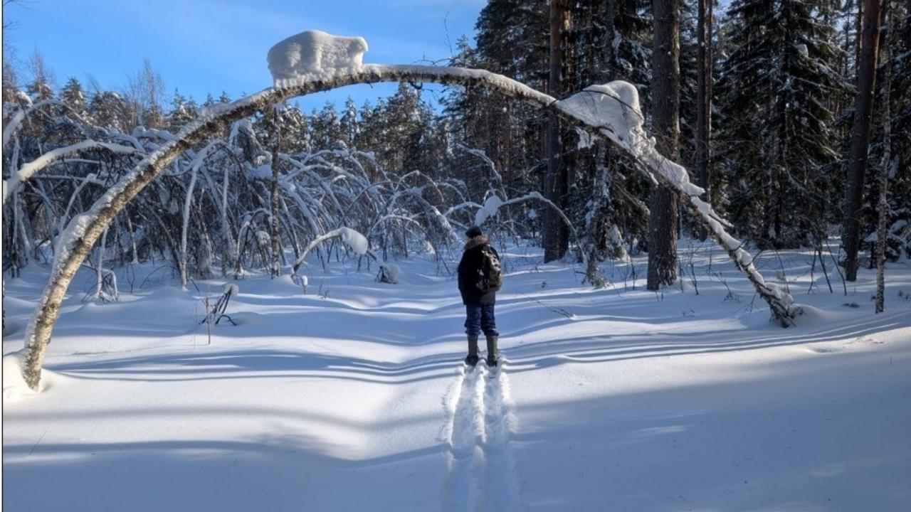 В Мордовском заповеднике в условиях аномальных снегов посчитали обитателей 