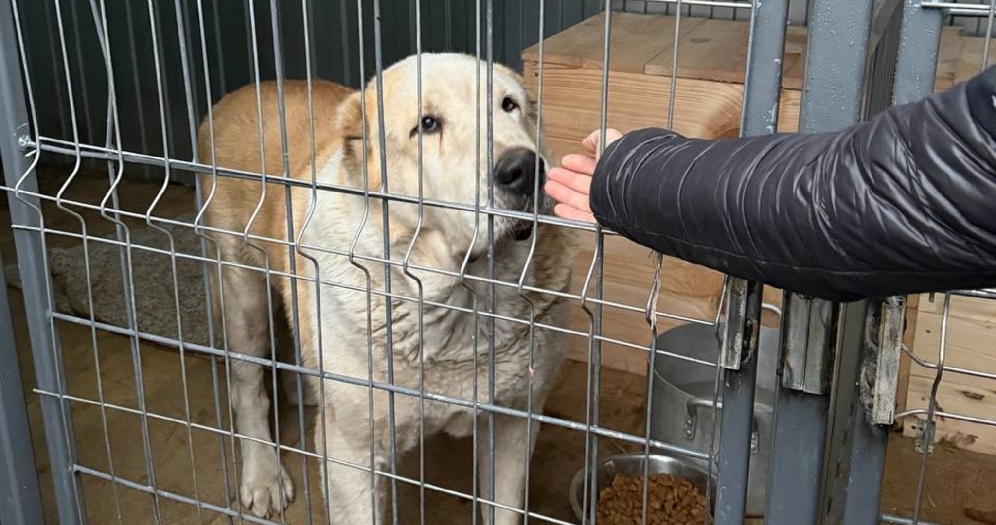 Молодые политики в Саранске оказали помощь приюту для животных 