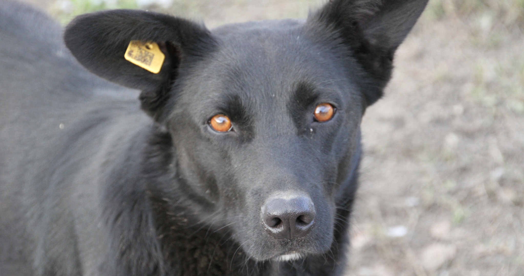 Приюты для животных в Мордовии станут больше 