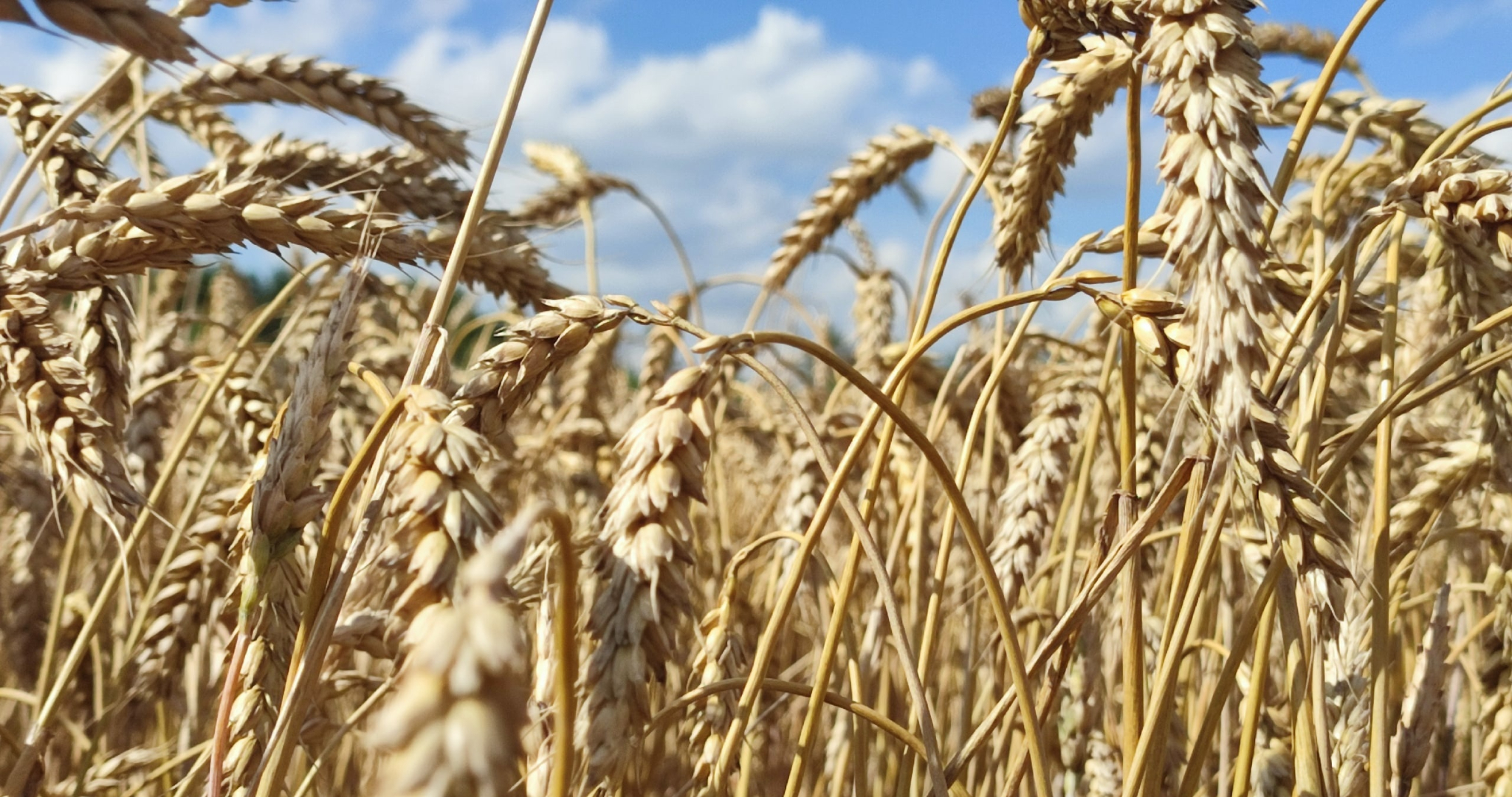 Мордовские аграрии получат больше 2 миллиардов рублей помощи 