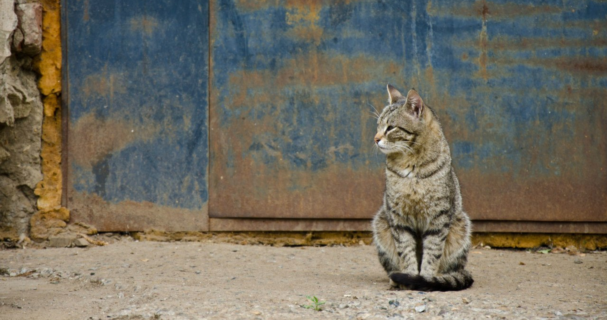 Жителям Мордовии предложили продлить жизнь своих домашних питомцев 