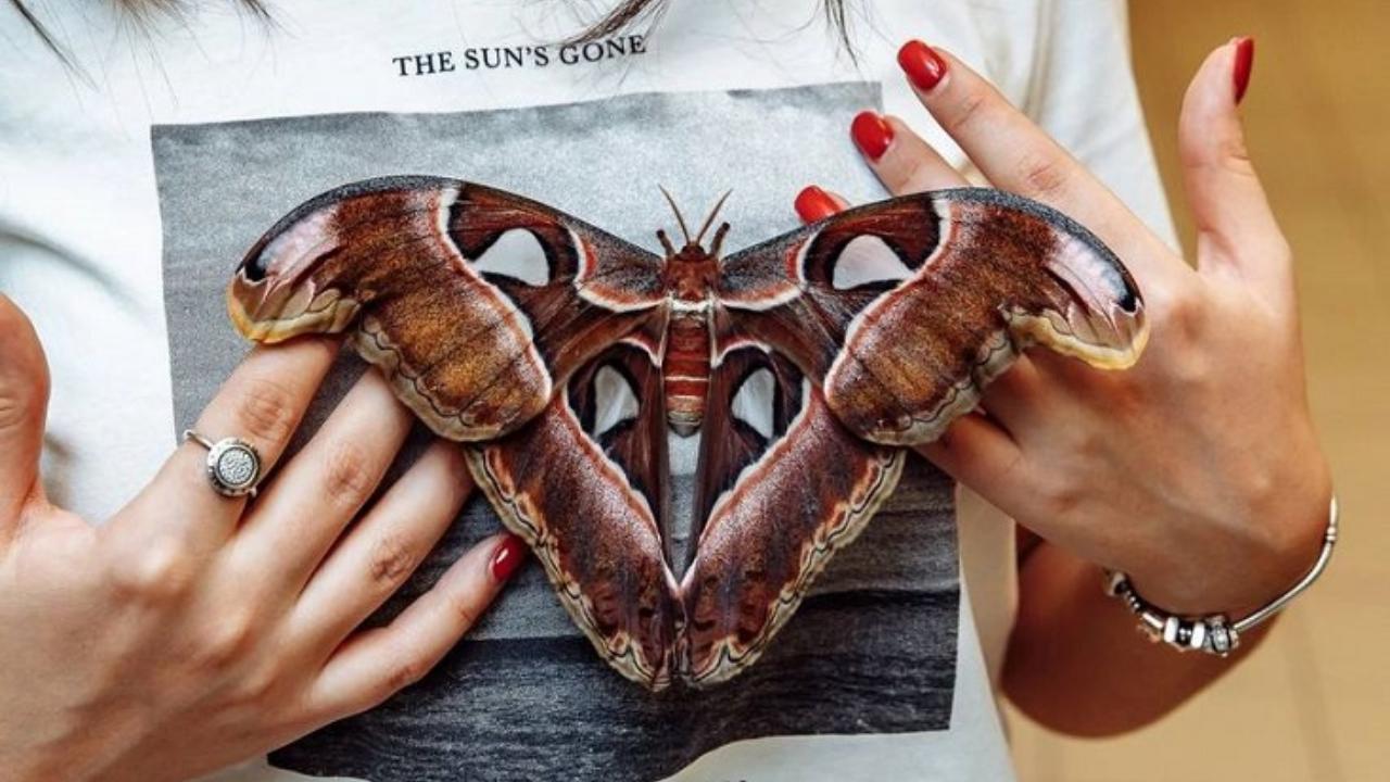 В свободном полёте: в Саранске открылась выставка «Планета живых бабочек»