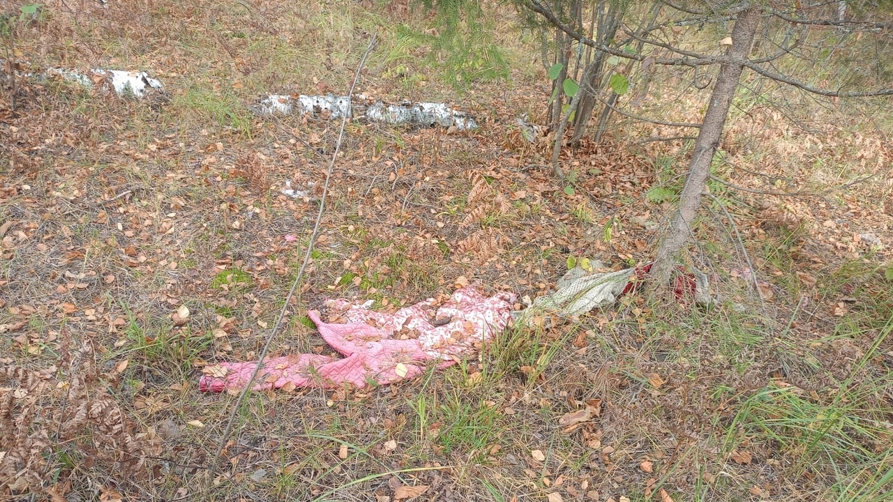 В мордовских лесах найдены человеческие останки В мордовских лесах найдены человеческие останки