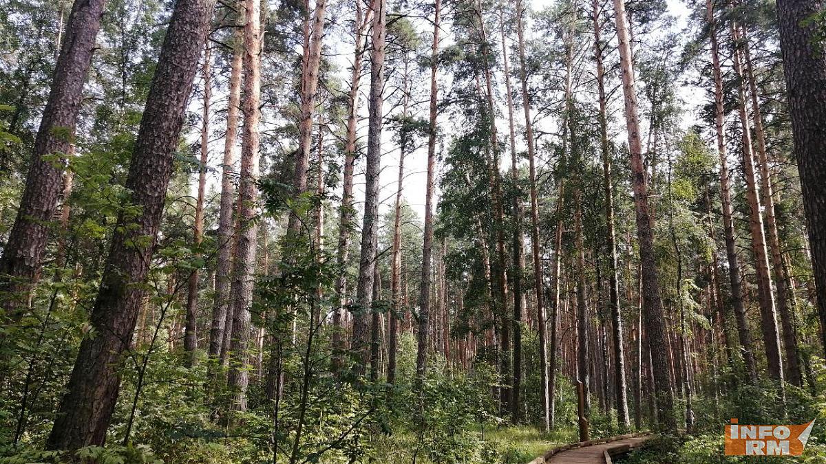 Высокая пожарная опасность лесов в Мордовии Высокая пожарная опасность лесов в Мордовии
