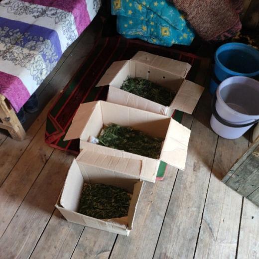 В Мордовии 50-летний наркоман все лето выращивал в огороде купленные в интернете семена конопли 