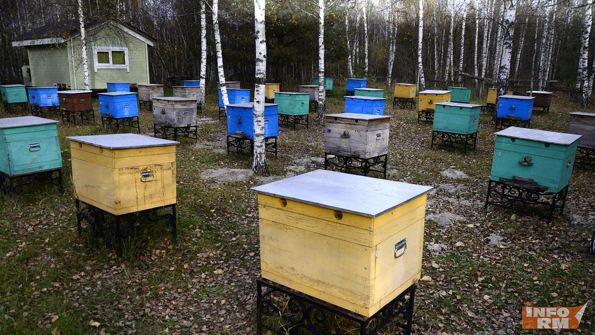 В Мордовии осудили пчеловода-мошенника