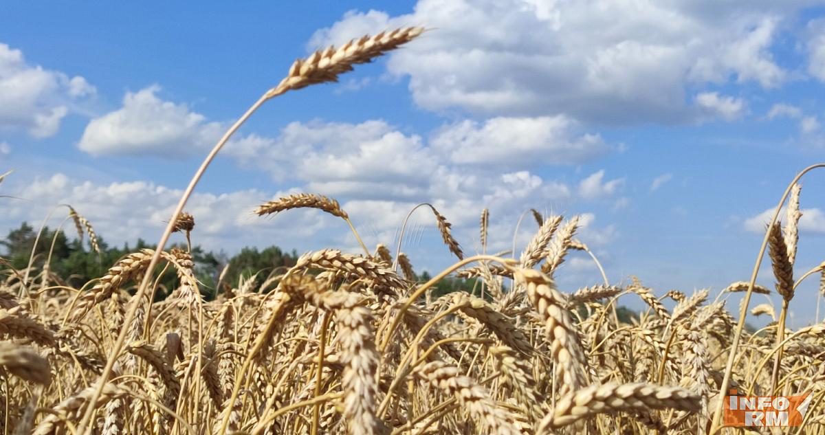 Молодая хозяйка фермы в Мордовии смошенничала почти на миллион рублей 