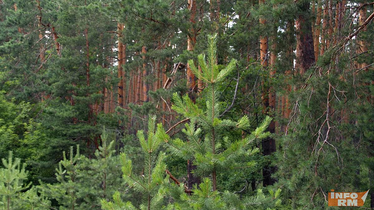 В Мордовии отменен запрет на посещение лесов В Мордовии отменен запрет на посещение лесов