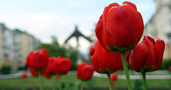 В Саранске будет создан ещё один сквер 
