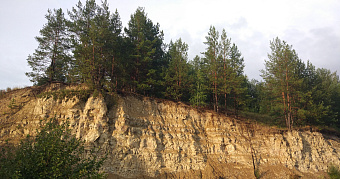 В лесах Мордовии пересчитали плохие и уже умершие деревья 