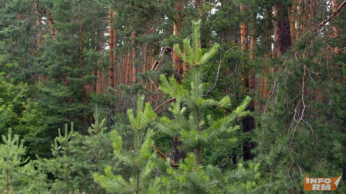 Участников «Лесного марафона» из Мордовии ждут 40 вопросов и призы Участников «Лесного марафона» из Мордовии ждут 40 вопросов и призы