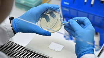 Мордовские учёные предложили лечить грибковые поражения борщевиком 