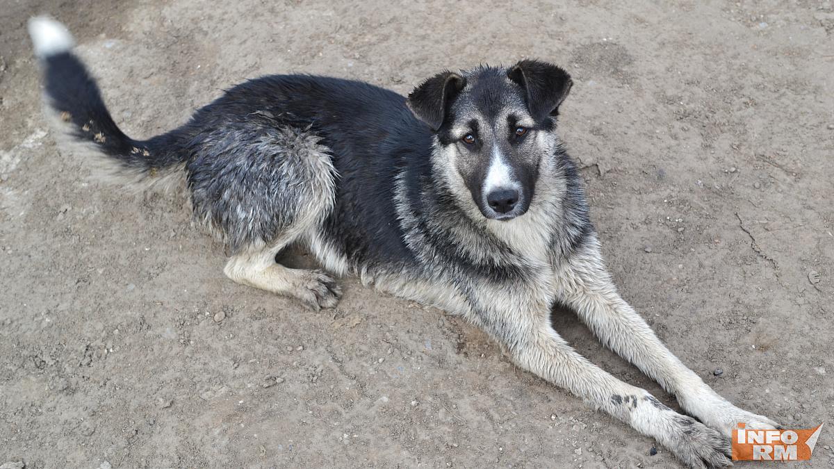 Кадошкинская администрация выплатит компенсацию семье укушенного бездомной собакой ребёнка