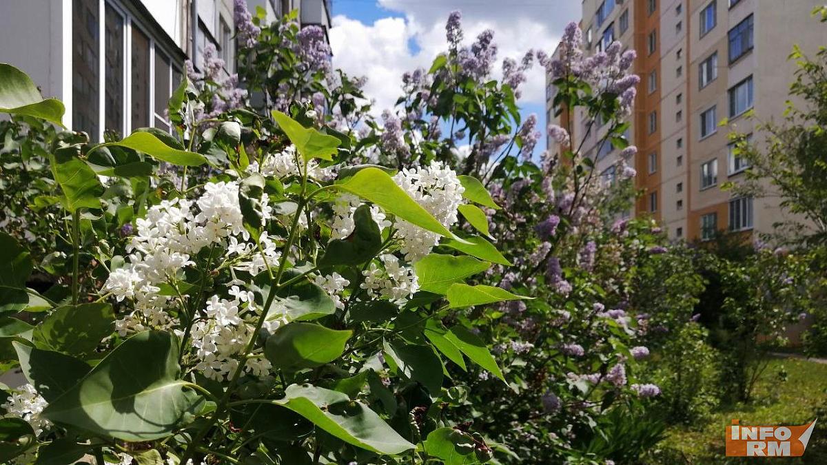 В среду в Мордовии будет дождь