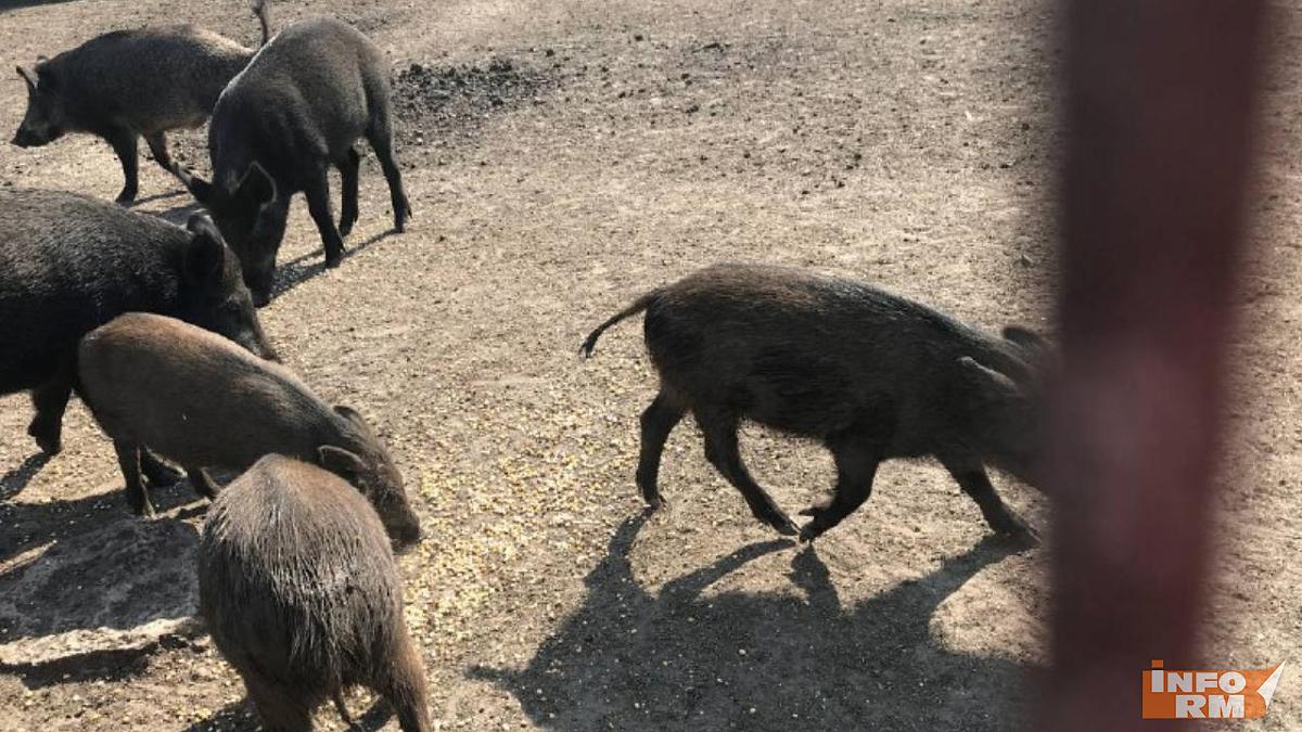Диких животных посчитали в Мордовии Диких животных посчитали в Мордовии