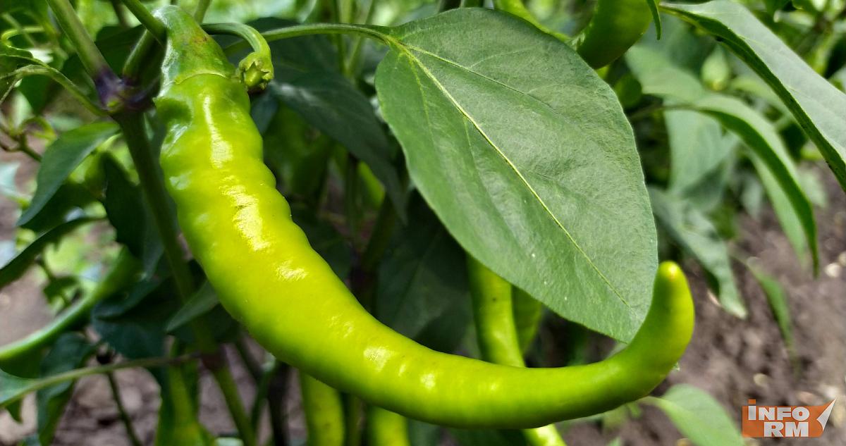 Дачникам в Мордовии депутаты подарили семена 