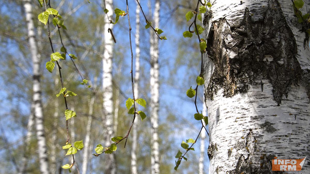 В Мордовии восстановят почти 1700 га лесов