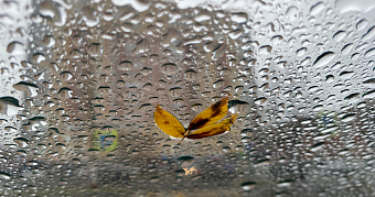 Синоптики и МЧС предупреждают о сильных дождях 