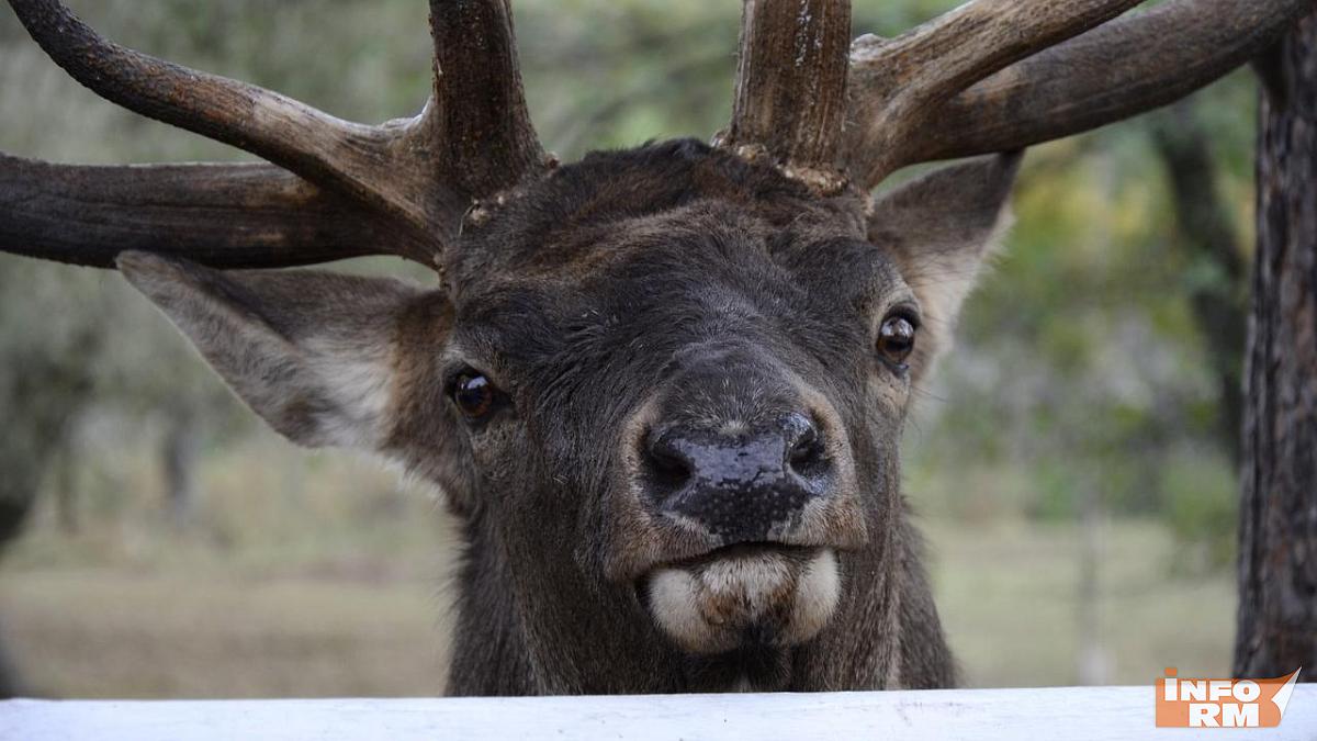В Мордовии ищут убийц пятнистого оленя 