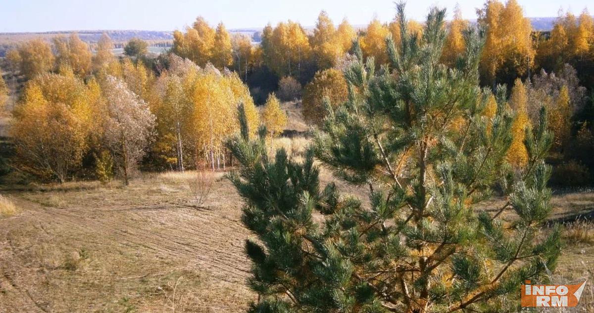 Посещение лесов в Мордовии запретили до 25 октября 