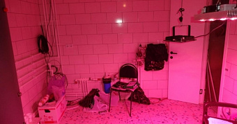 Житель Мордовии устроил наркоплантацию у себя в котельной 