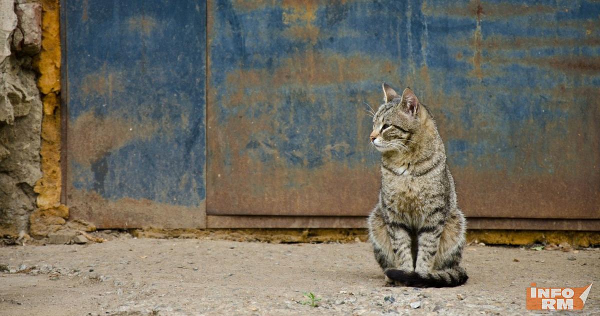 Жителям Мордовии предложили продлить жизнь своих домашних питомцев 