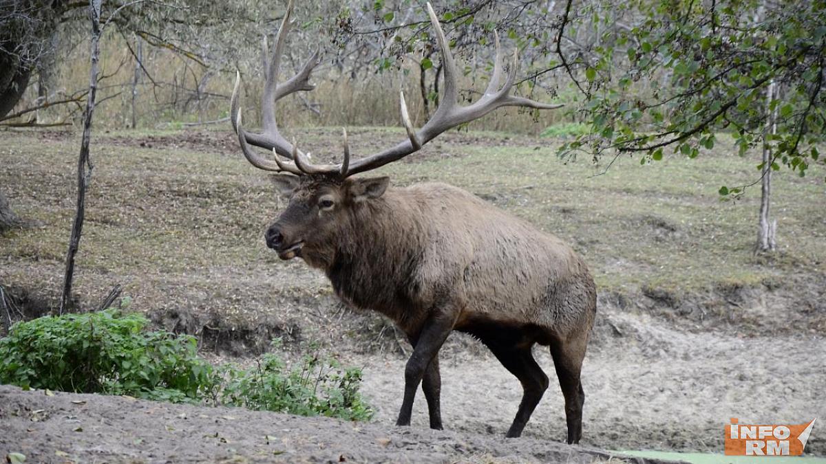 Водителей Мордовии просят быть готовыми к «диким» встречам на трассах 