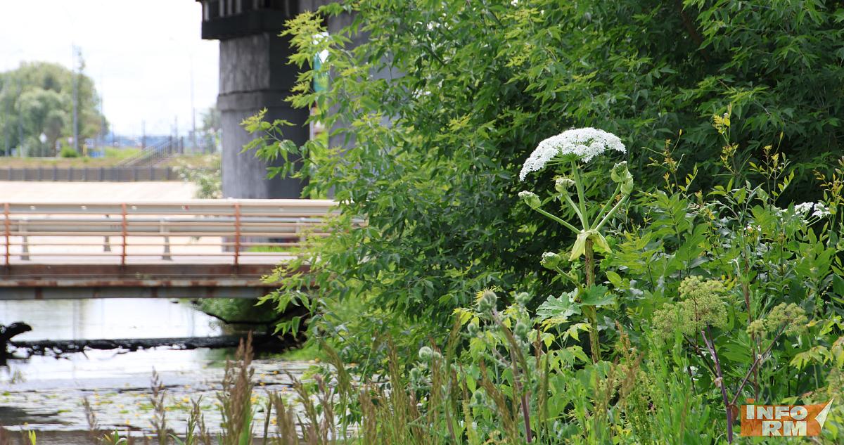 Россиян начнут штрафовать за борщевик и американский клён 