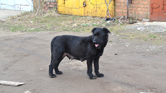 Жителей Ардатовского района предупреждают об отлове собак