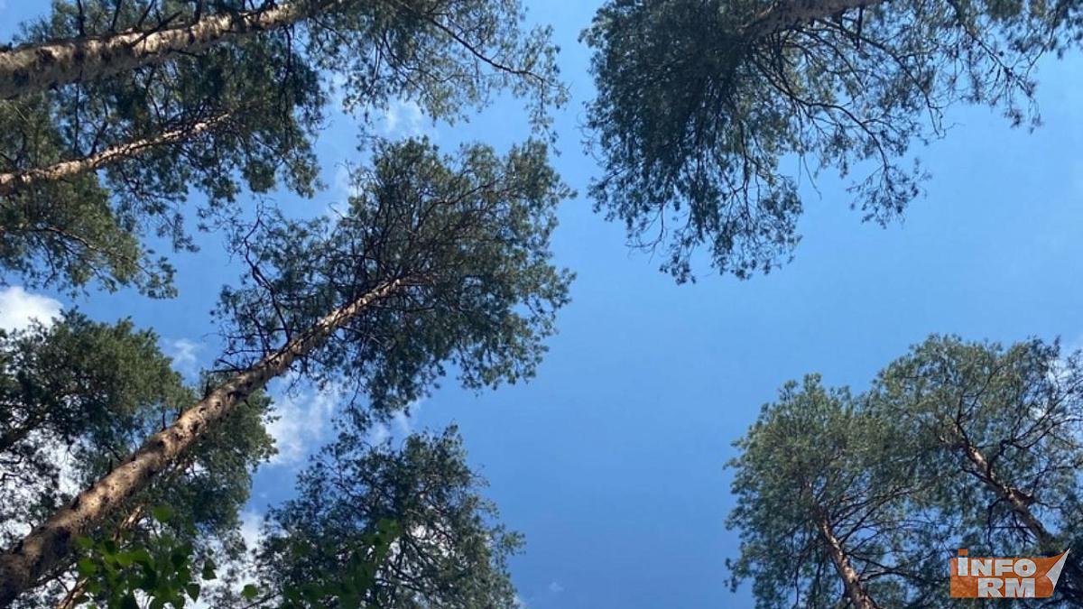 Пожароопасность лесов в Мордовии остается высокой Пожароопасность лесов в Мордовии остается высокой