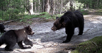В лесах Мордовского заповедника установят 60 фотоловушек 