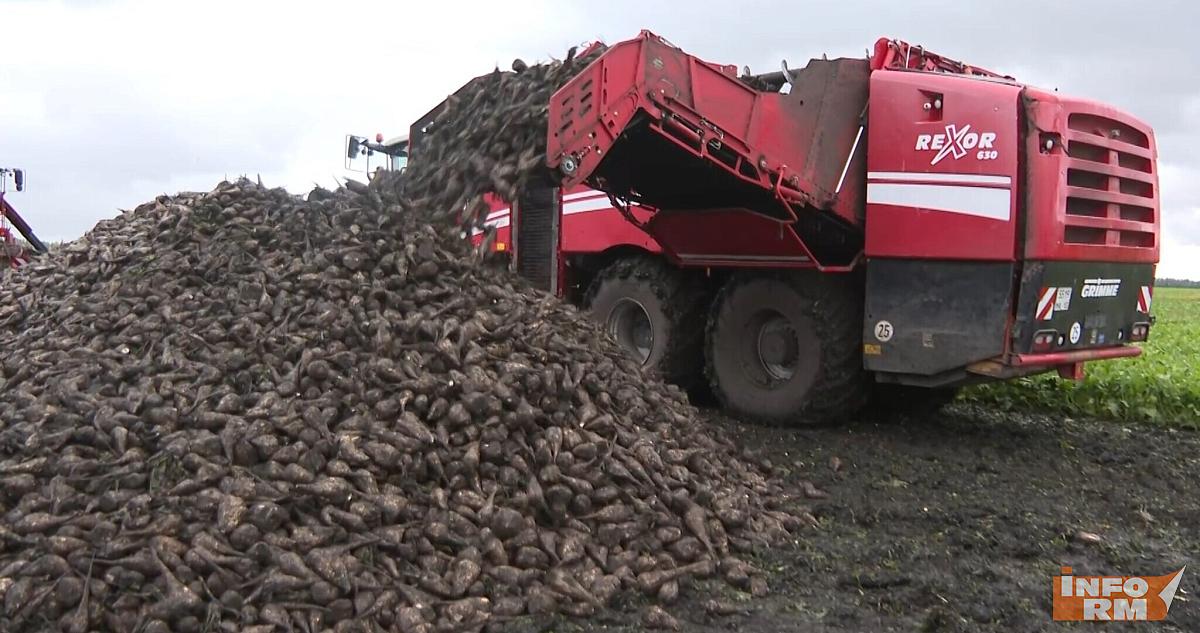 Мордовия вырастила почти миллион тонн свёклы 