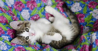 Мордовия начнёт выпускать по 36 тысяч тонн влажных кормов для домашних питомцев 