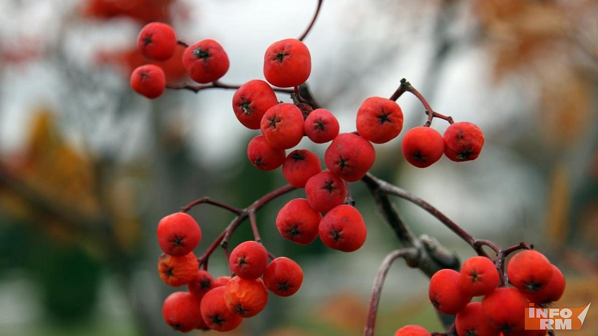 Мордовию не покидает аномально тёплая погода