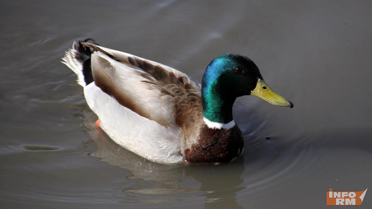 «Серая шейка - 2026» в Саранске: на Саранке пересчитали уток